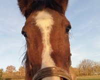 Avatar de Chevalboiteux